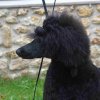 foire-haricots 2011-09-17et18